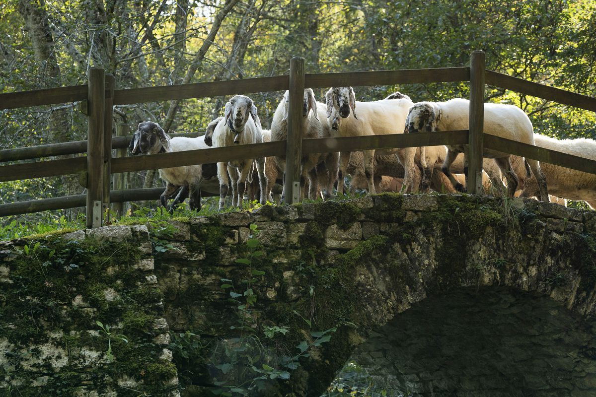 lamon-lamon sheep show