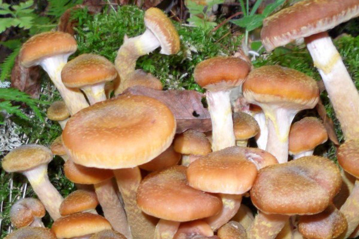 lamon-pesca funghi