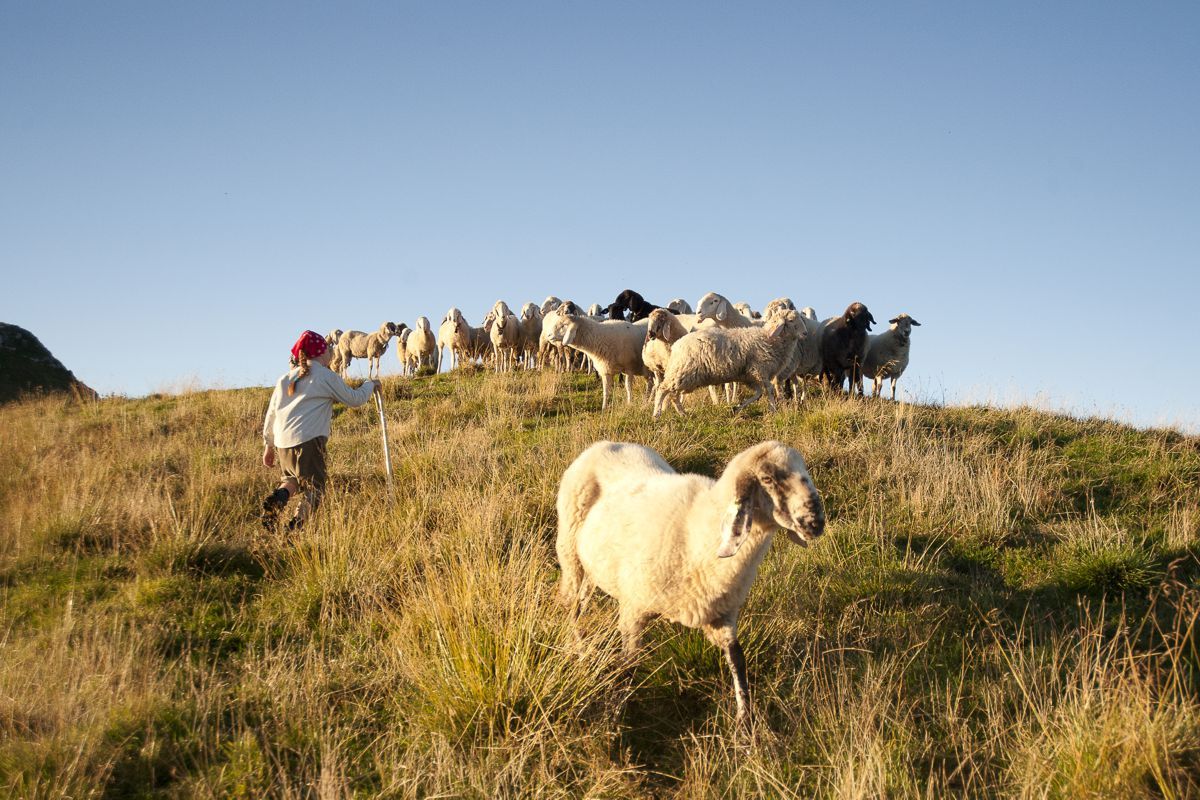 lamon-lamon sheep show