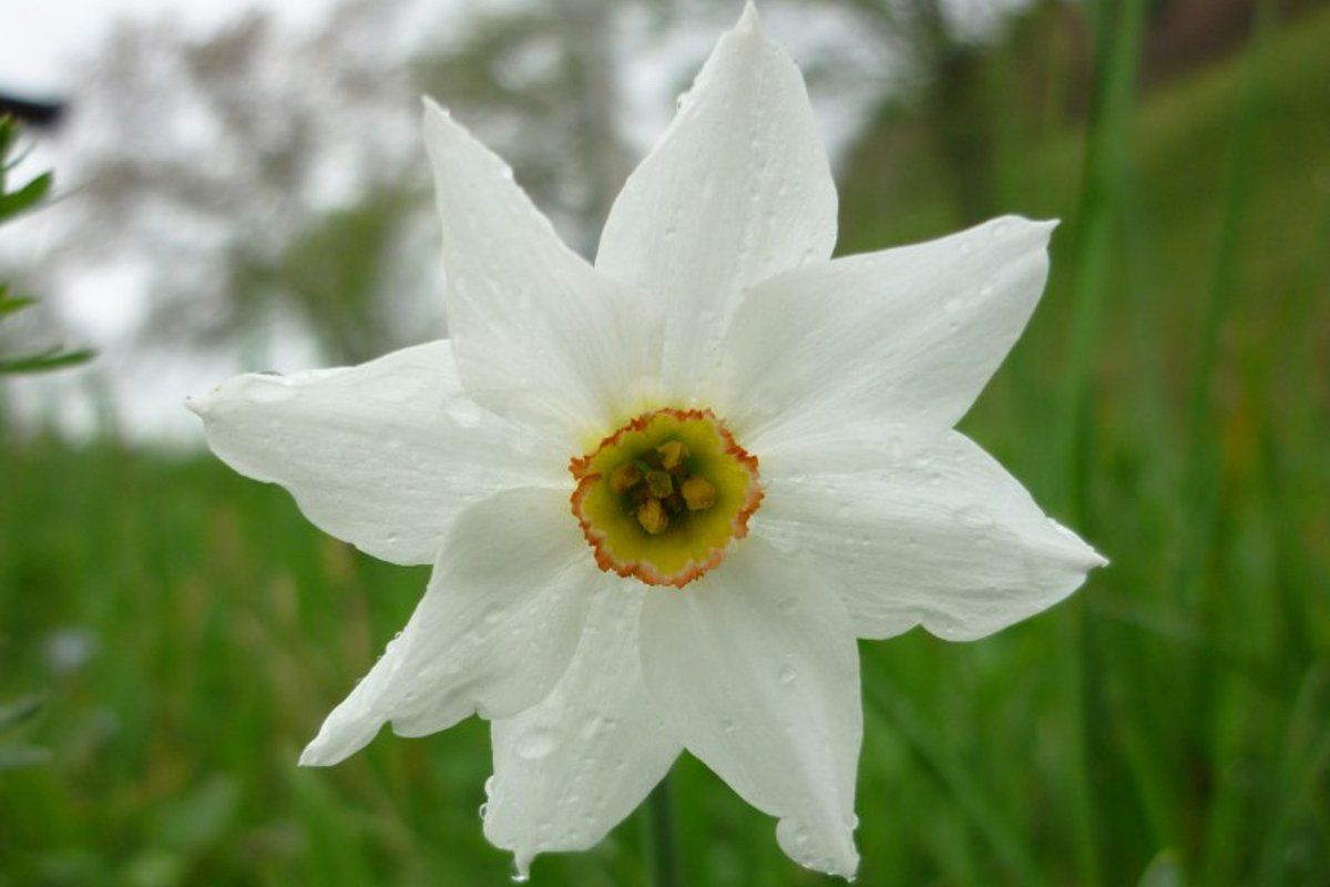 lamon-the meadows of daffodils