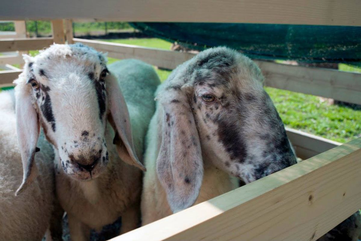 lamon-schaf ausstellung im lamon